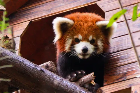 Red Panda Forest Park