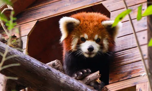 Red Panda Forest Park