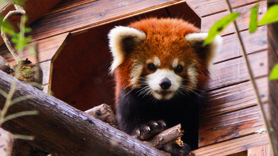 Red Panda Forest Park