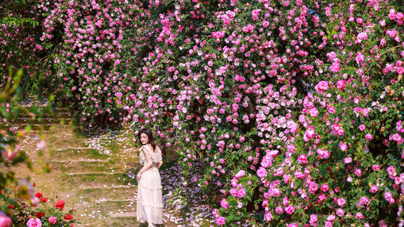 Manhua Sea of Flowers