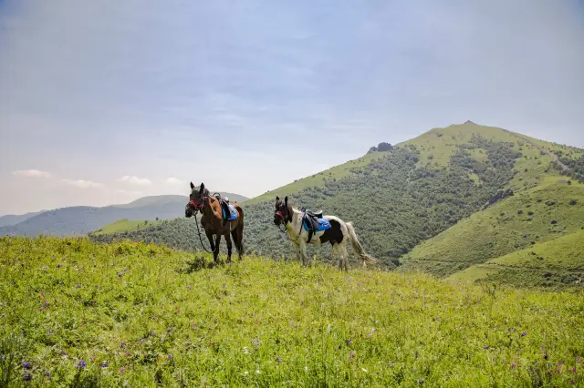 Horse Riding in Zhangjiakou
