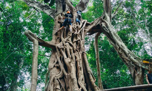 Jino Mountain Baduo Valley Rainforest Hiking