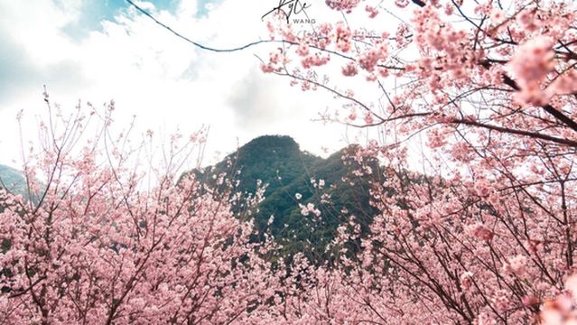 Three Gorges Big Bear Cherry Blossom Forest