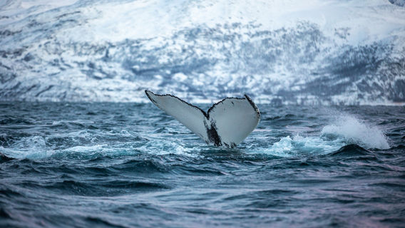 Whale Safari Skjervøy