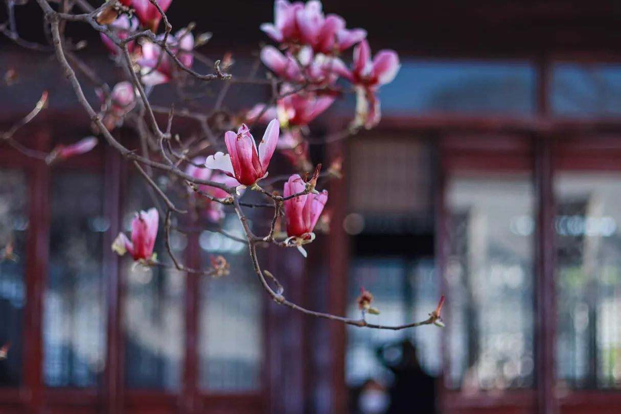 3_Master-of-Nets Garden(Wangshi Garden)