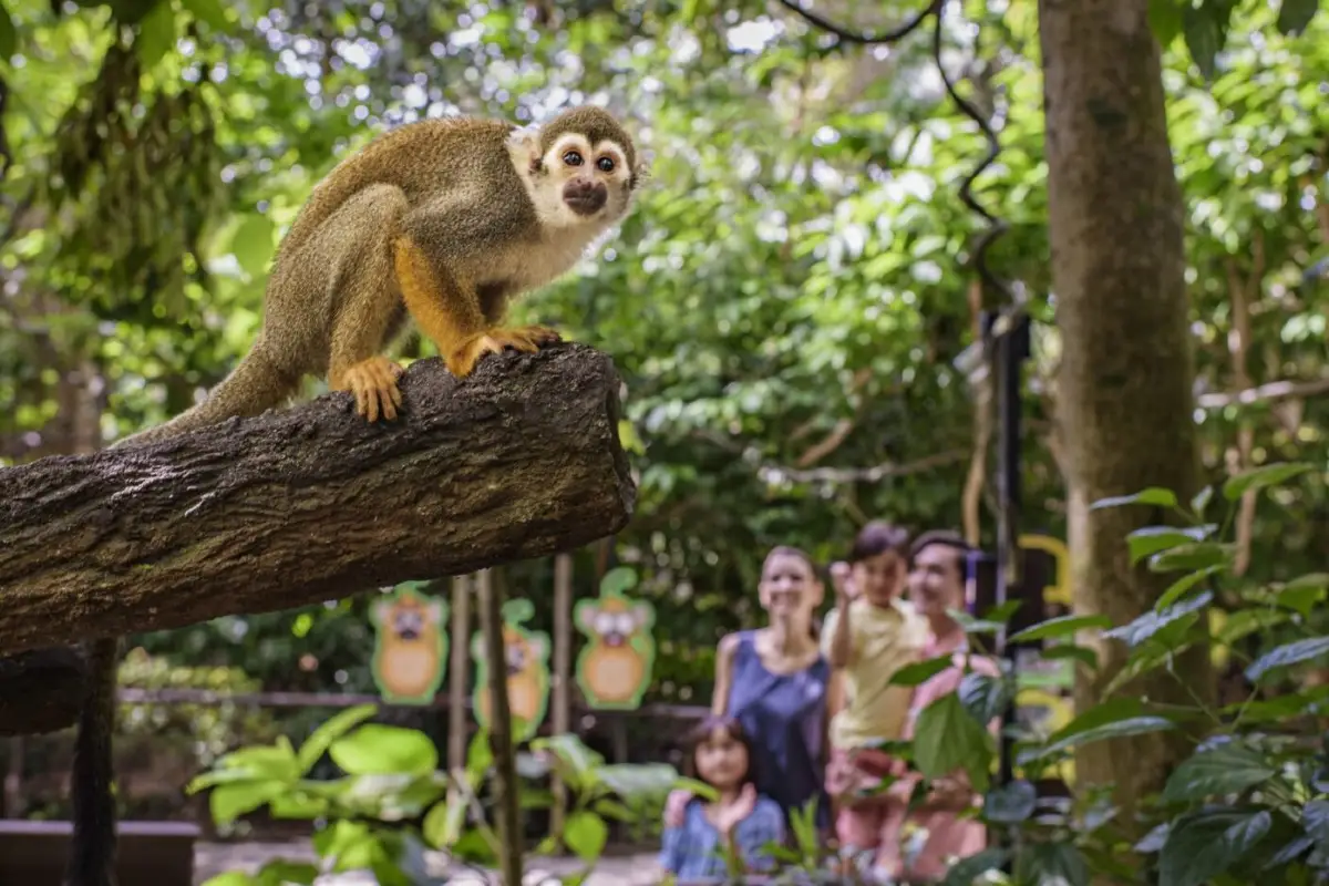 Top Souvenirs to Bring Home from the Singapore Zoo