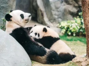 Ocean Park Hong Kong