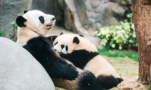 Ocean Park Hong Kong