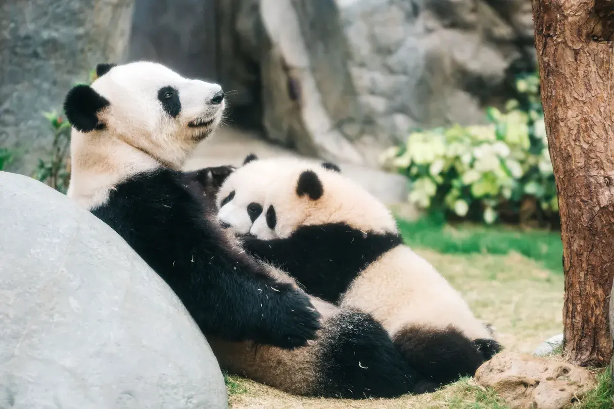 2_Ocean Park Hong Kong