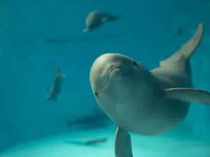 Miyajima Public Aquarium