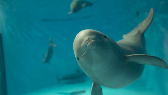 Aquarium public de Miyajima