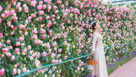 Manhua Sea of Flowers