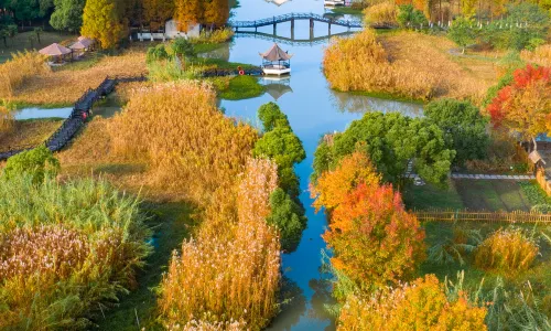 Shajiabang Reed Wetland