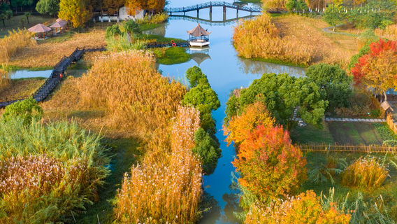 Shajiabang Reed Wetland