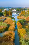 Shajiabang Reed Wetland
