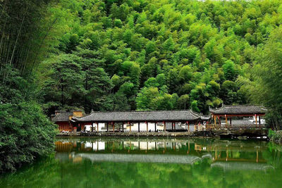 The Mukeng Bamboo Sea