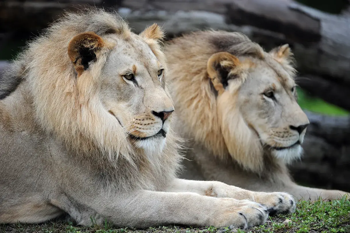 5_Zoo Miami