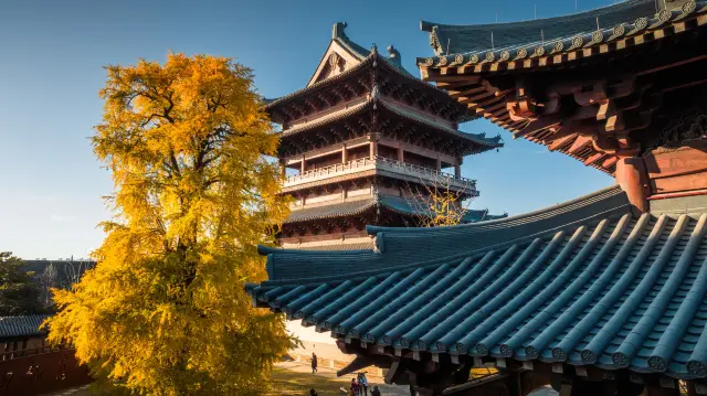 Ginkgo Viewing in Jiaxing