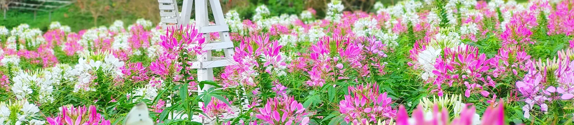 Blumenschau Attraktionen