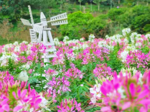 สวนวัฒนธรรมกลิ่นหอมของภูเขาแห่งความฝัน