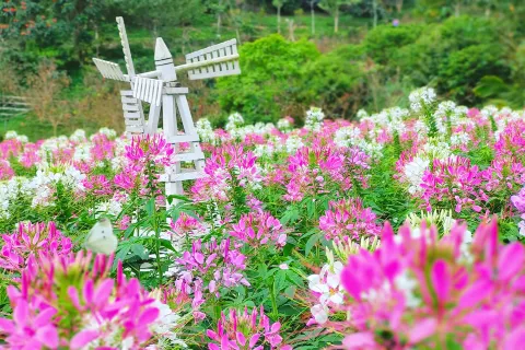 몽환향산 관광지