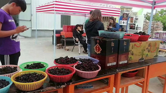 ge e sang yuan xiao zhen