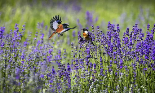 Ipar Khan Lavender Tourist Park