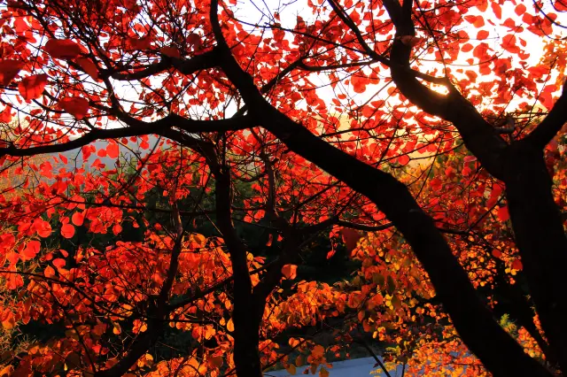 Fall Foliage Sightseeing in Zibo