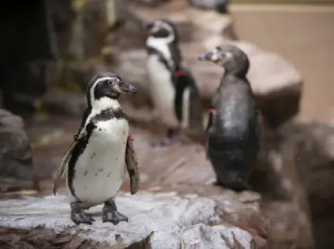 Miyajima Public Aquarium