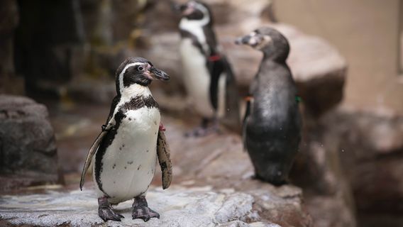 Miyajima Public Aquarium
