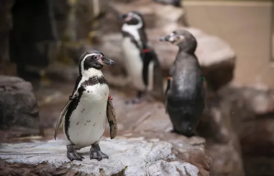 宮島水族館門票學生（中學生）