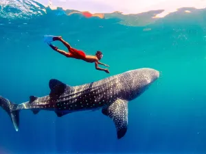 Oslob Whale Shark Watching