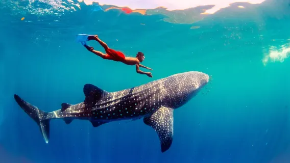 Oslob Whale Shark Watching Day Tour: Badian and Moalboal