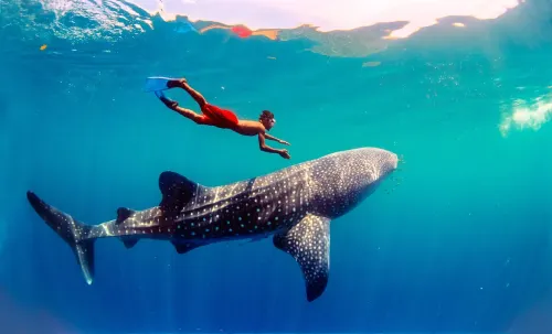 오슬롭 고래 상어 관찰
