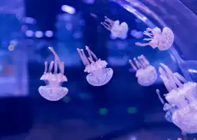 Lotte World Aquarium Hanoi