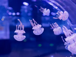 Lotte World Aquarium Hanoi