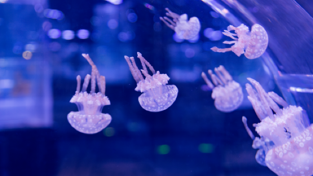 Lotte World Aquarium Hanoi