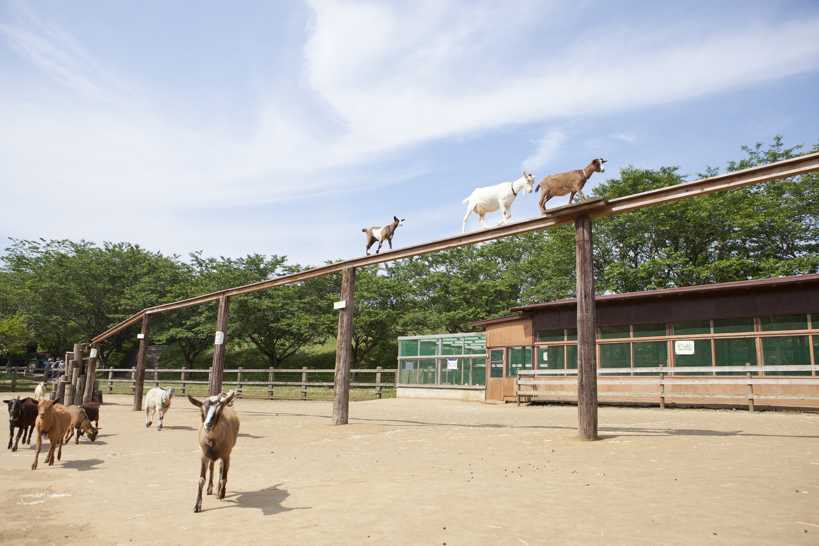 千葉 成田ゆめ牧場 入場Eチケット 予約（即日発券）