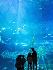 พิพิธภัณฑ์สัตว์น้ำอควา แพลเน็ต เชจู (Aqua Planet Jeju)