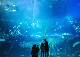 พิพิธภัณฑ์สัตว์น้ำอควา แพลเน็ต เชจู (Aqua Planet Jeju)