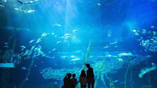 พิพิธภัณฑ์สัตว์น้ำอควา แพลเน็ต เชจู (Aqua Planet Jeju)