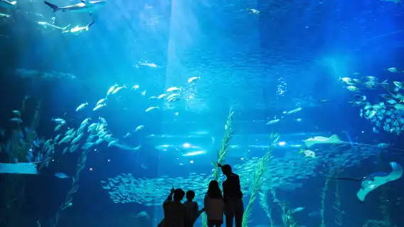 濟州島Aqua水族館+月汀裡+小狗咖啡+史努比樂園東線一日遊