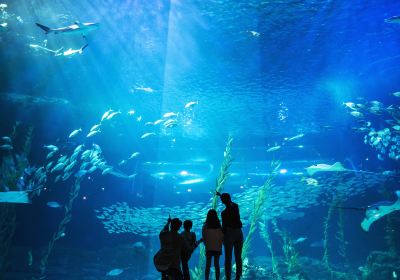 Aqua Planet Jeju