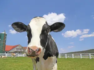 Mother Farm