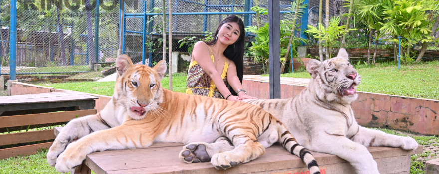 Tiger Kingdom