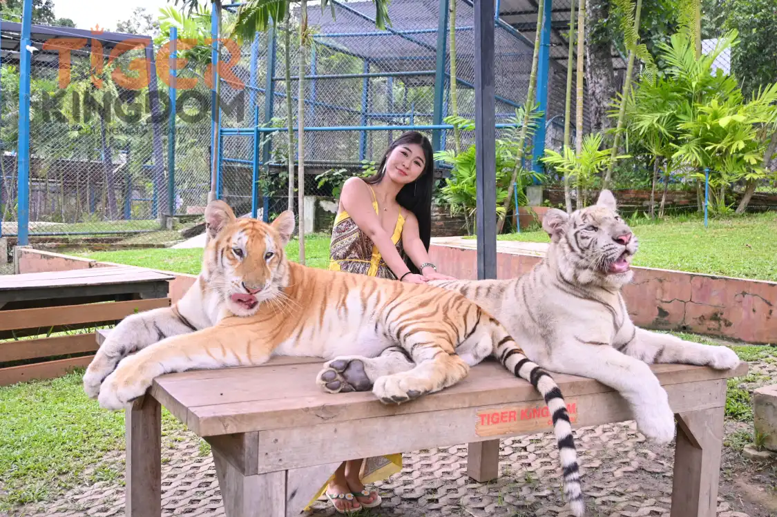 Hotel in zona Tiger Kingdom