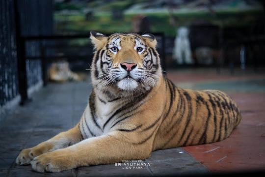 ทักทายเจ้าป่า สิงโตและเสือโคร่ง