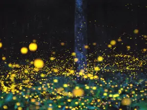 Moganshan Beiye Firefly Scenic Area