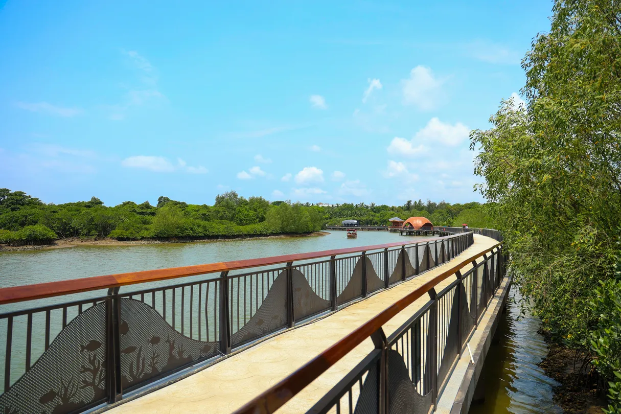 3_Dongzhaigang mangroves