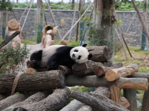 綿陽中国ジャイアントパンダ園